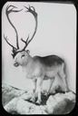 Image of Wounded Caribou, Mounted